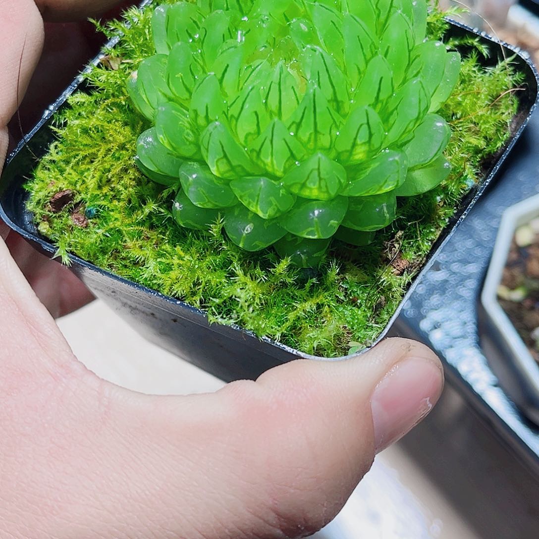 蝉翼雨露新手好养