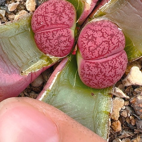 【闪购商品】20053