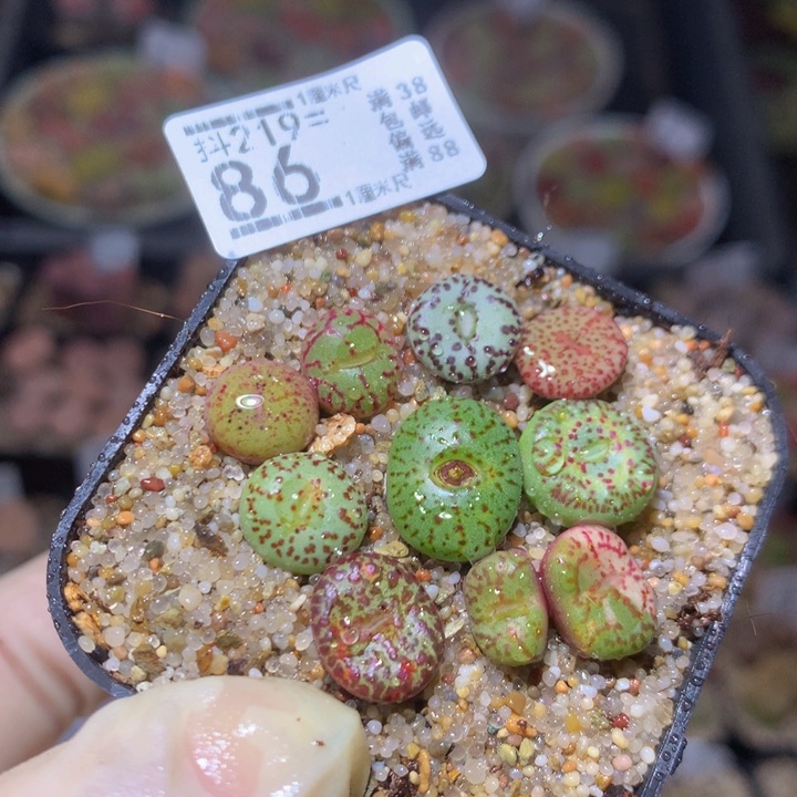 精品生石花219.86