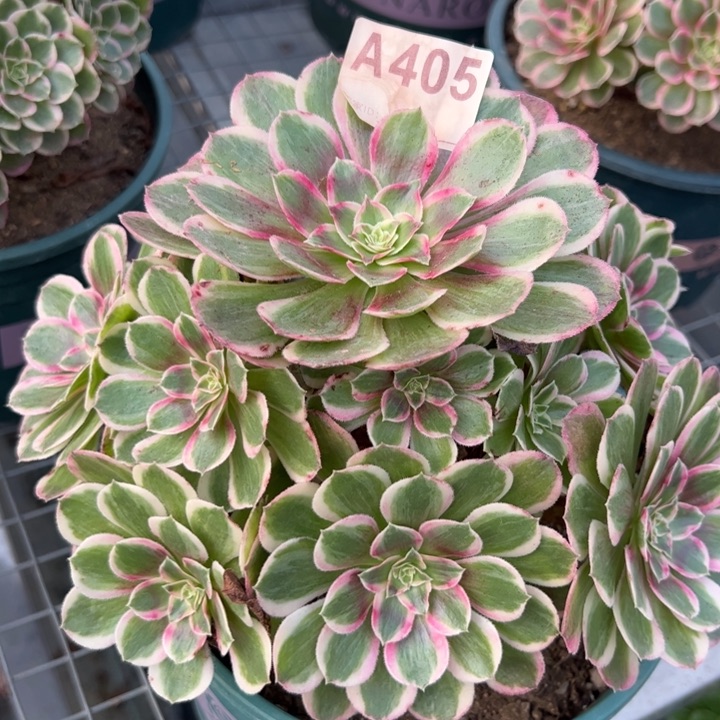 405孔雀翎20厘米左右