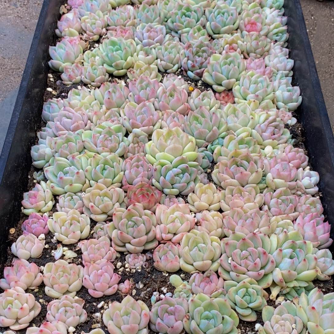 春*449多肉植物保护研究所所长助理