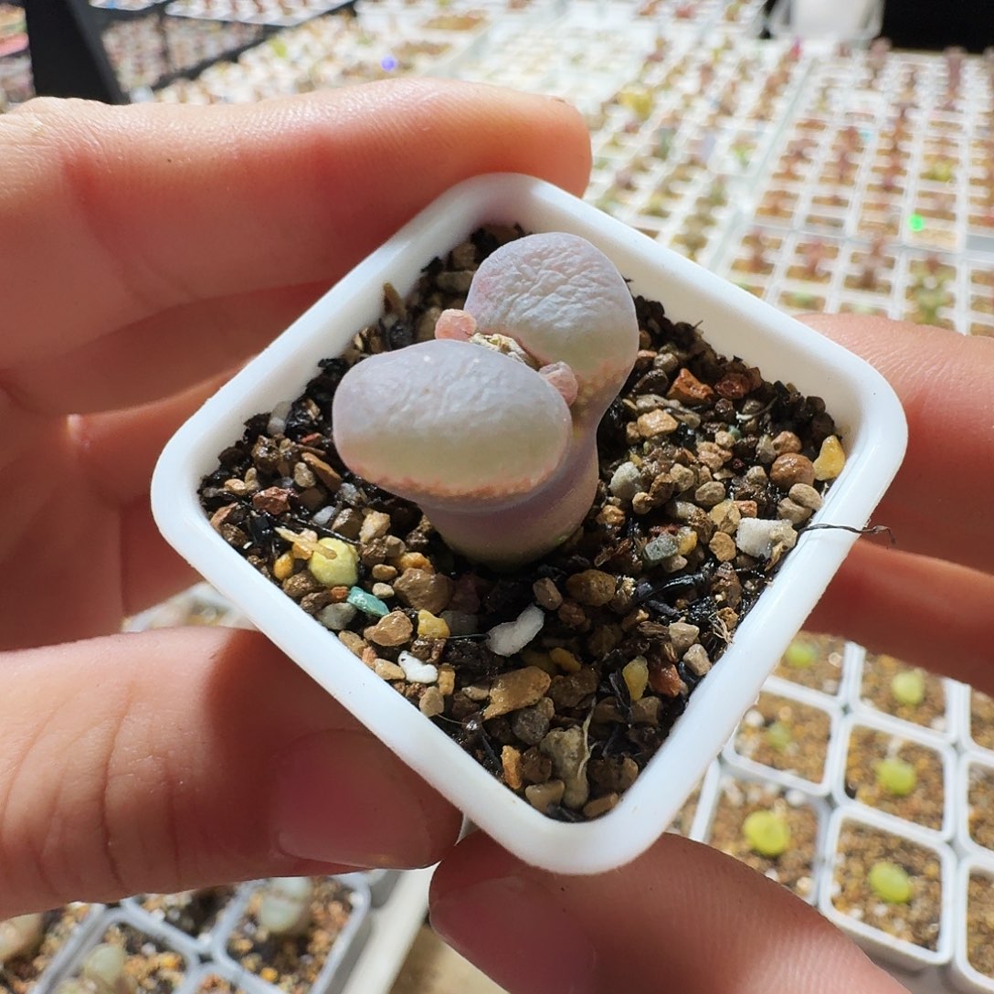 多肉植物福利风铃
