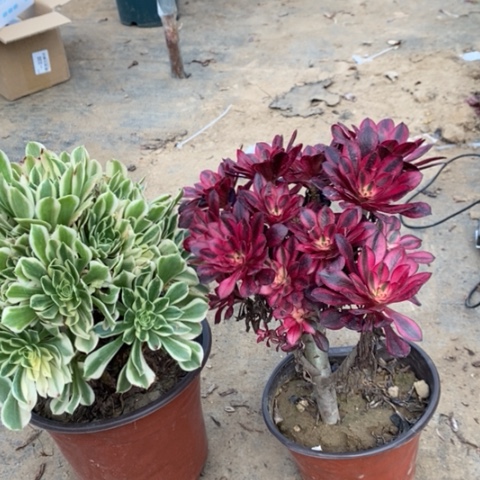 芳华➕香奈儿10多肉一物一拍