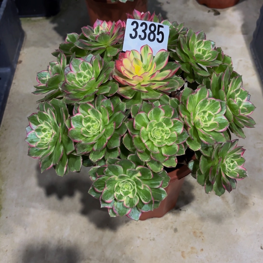 无花朵3385万花筒11111