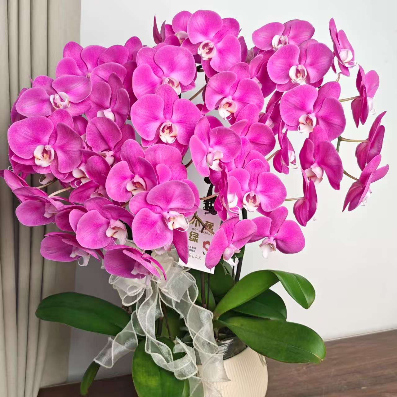 【素心】经典年宵蝴蝶兰 紫红色系   室内花卉