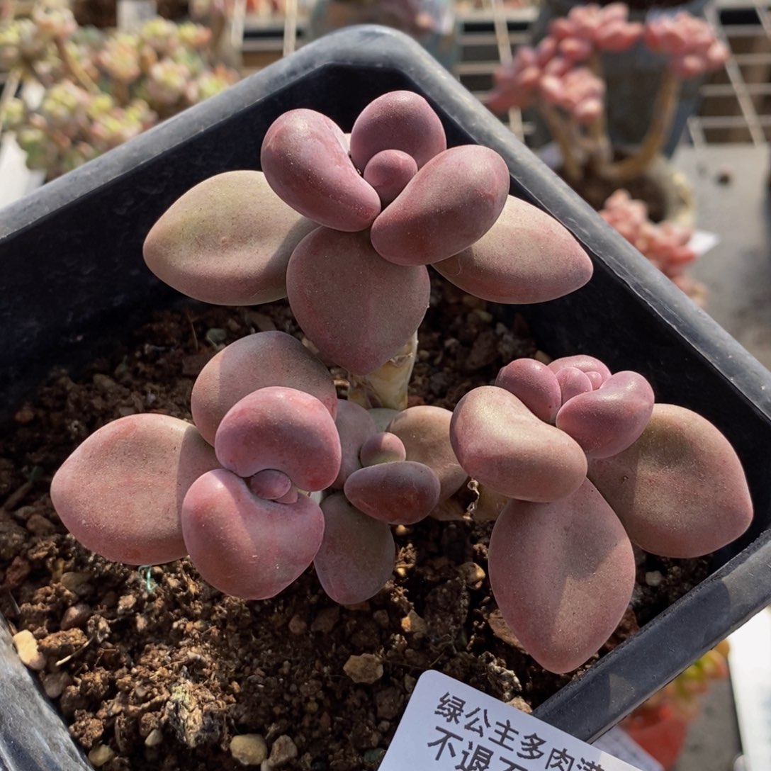 芒果奶酪186/7c m