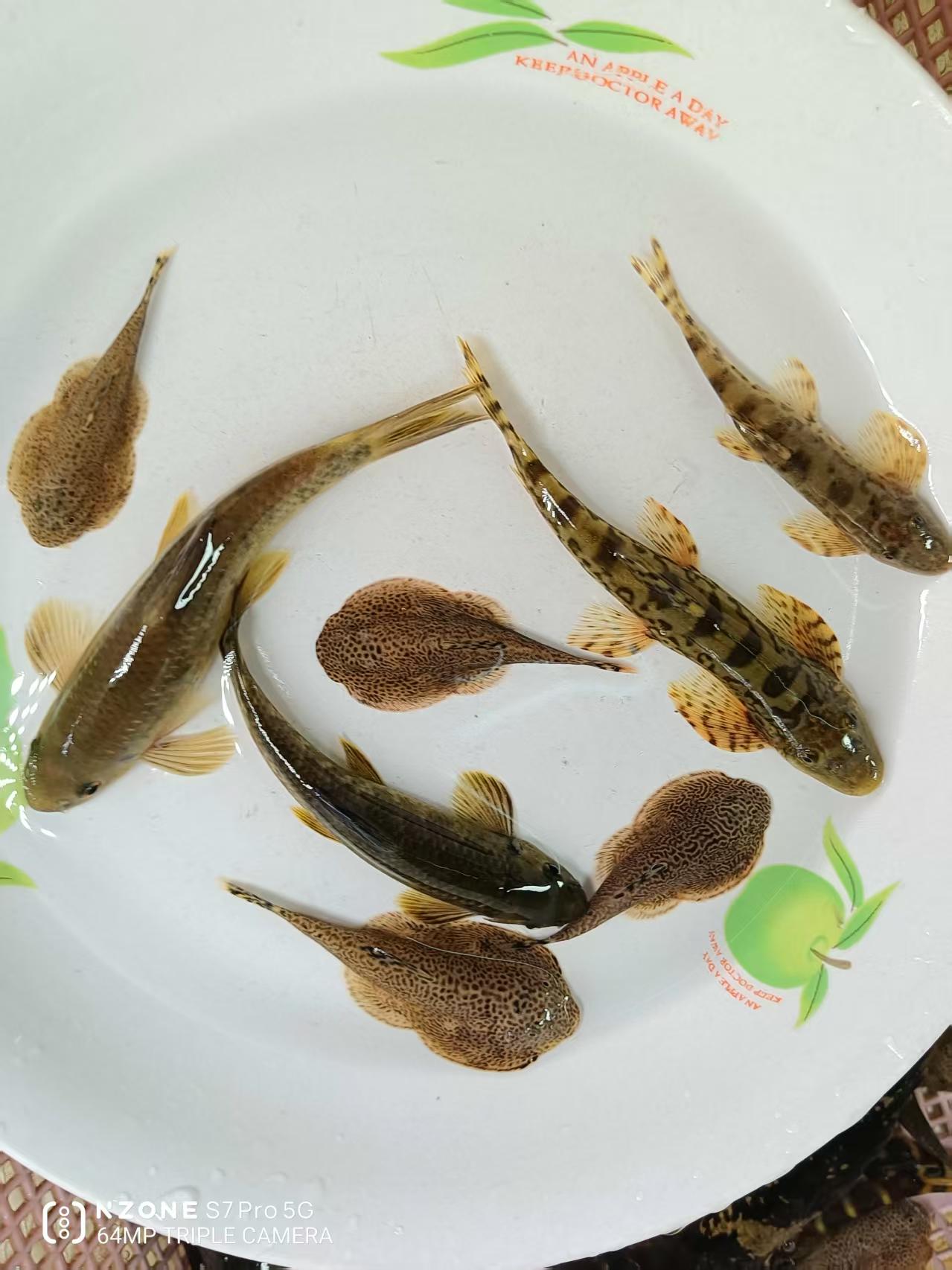 （混搭套餐）原生冷水观赏工具鱼爬岩鳅沙鳅 薄鳅 樱口鳅 紫金盘驹 