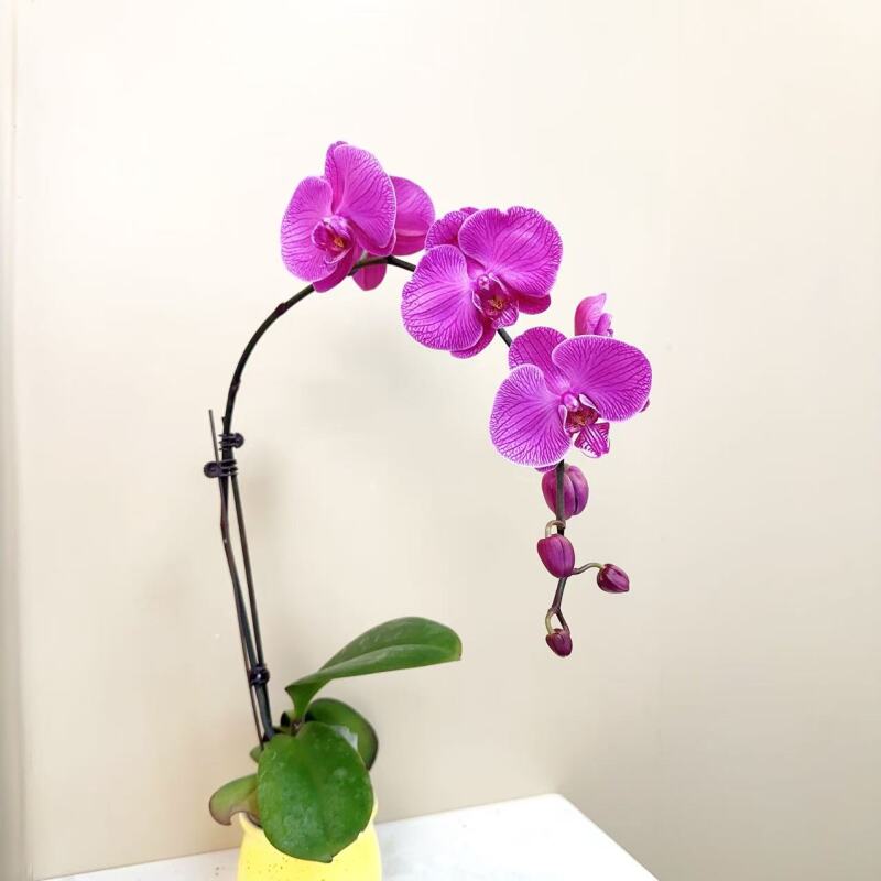 A级 【新V3亚】 精品 蝴蝶兰