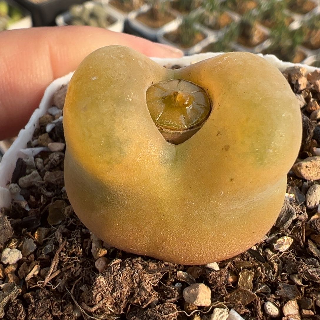 541多肉植物种类多样