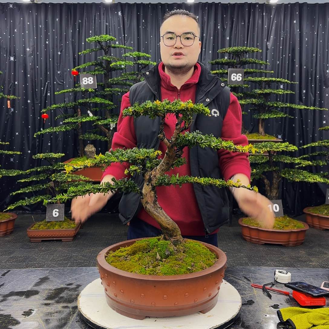 红芽罗汉松造型盆景