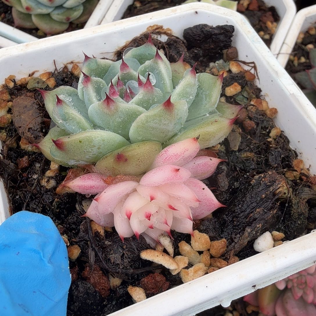 吉娃娃锦，阴阳锦