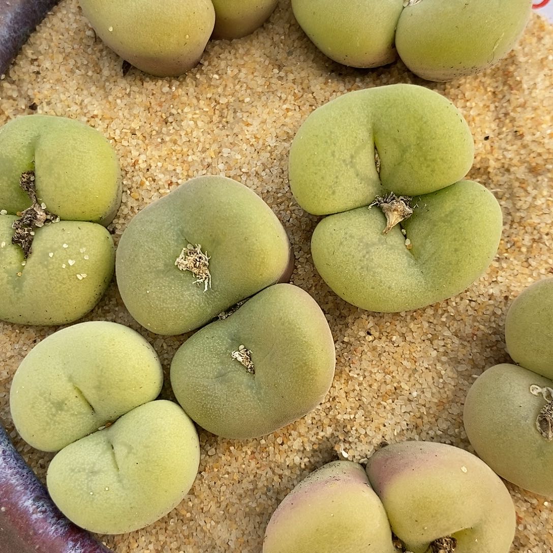 240大双头母本孔卡佛1颗。     