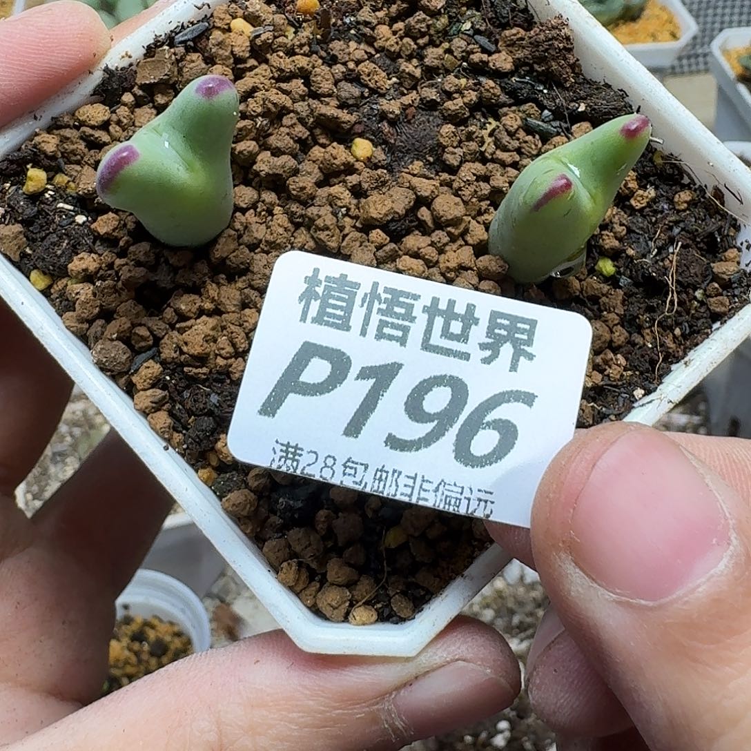 王****多肉植物的人生fhjj