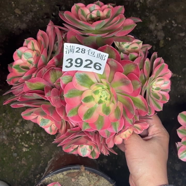 3926女巫多肉植物