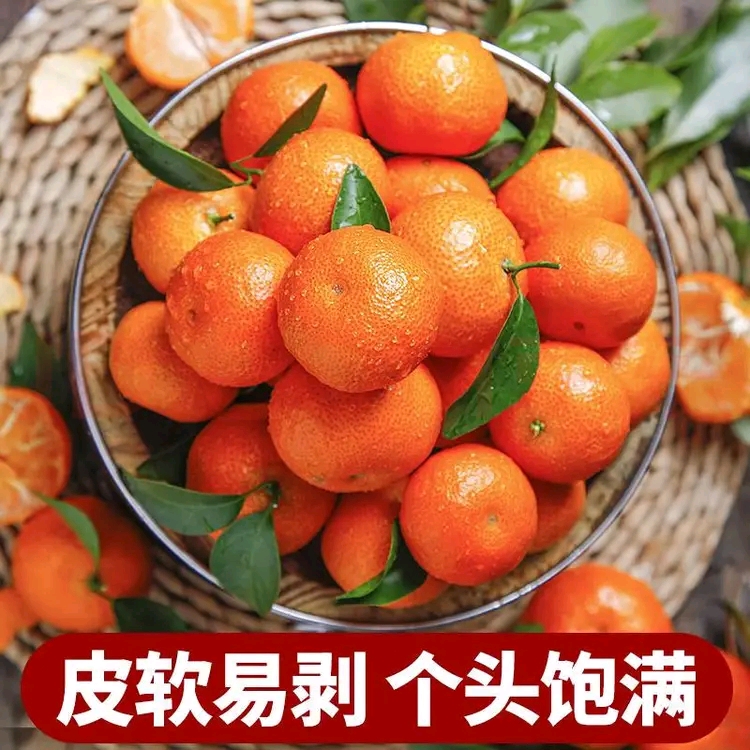 产地直发正宗广西砂糖橘当季新鲜现摘橘子整箱包邮沙糖桔