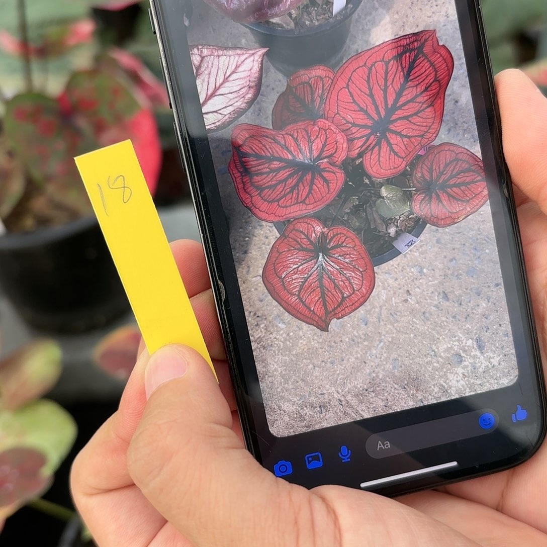 平***洋泰国彩叶芋19-0115