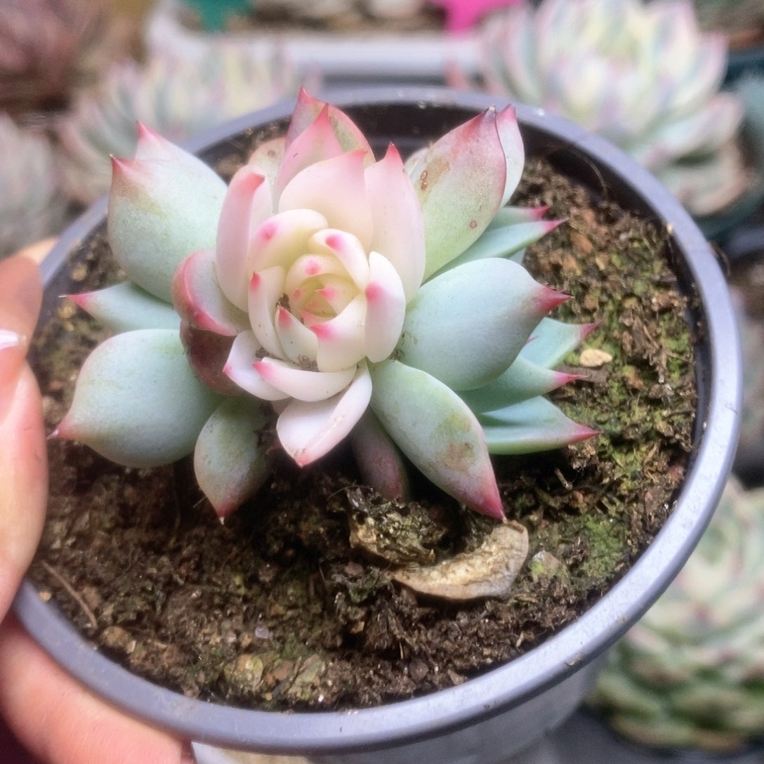 130锦锦锦锦锦锦锦