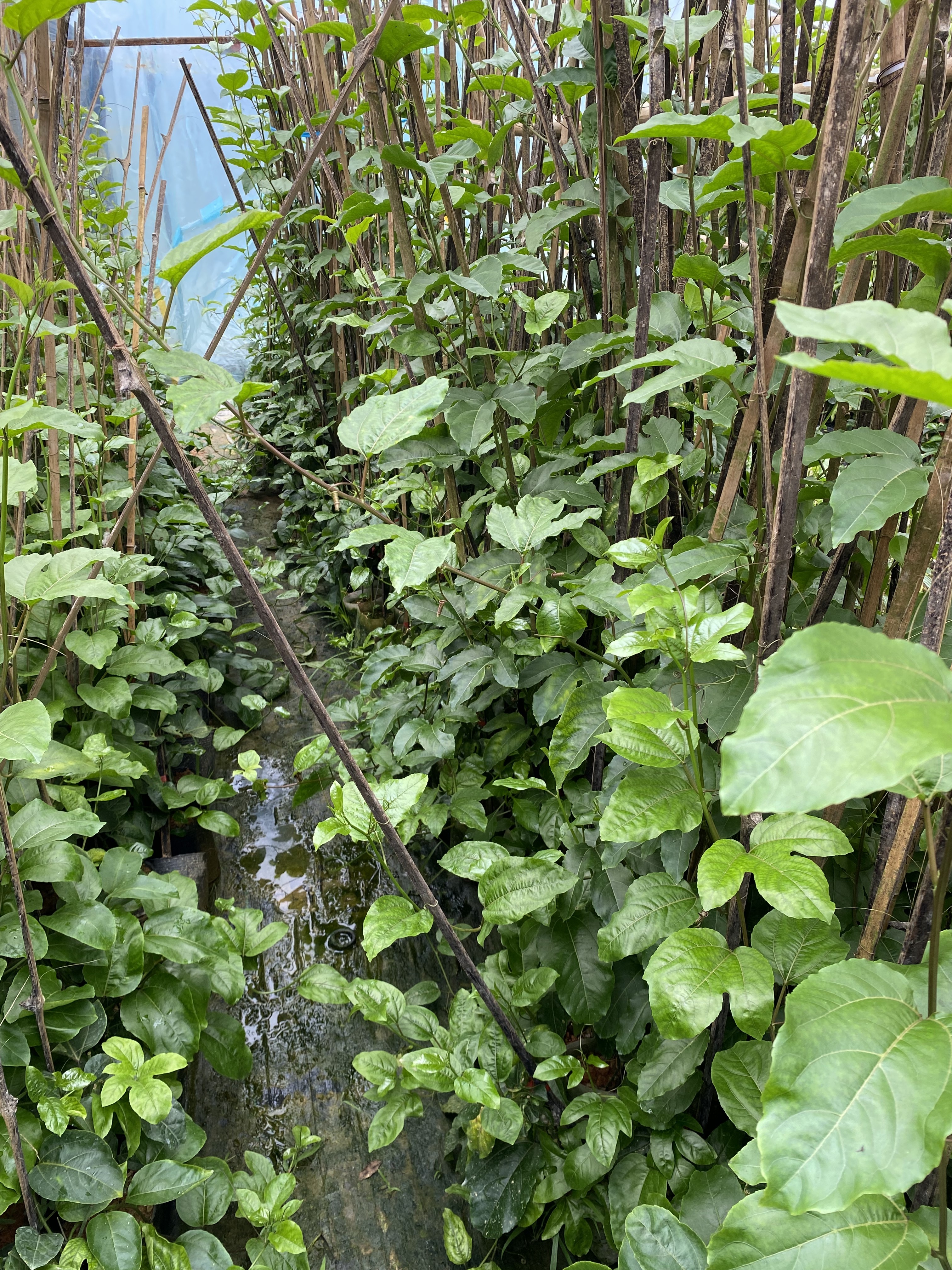 9号黄金百香果纯甜