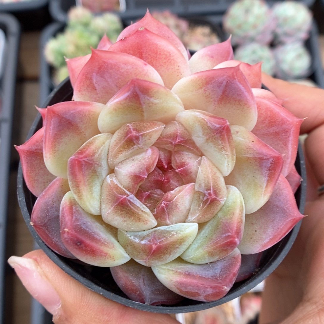 糖心冰魄双头362号