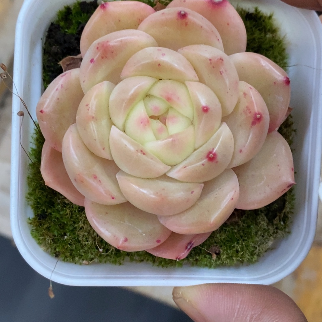 精品多肉一物一拍不包整7