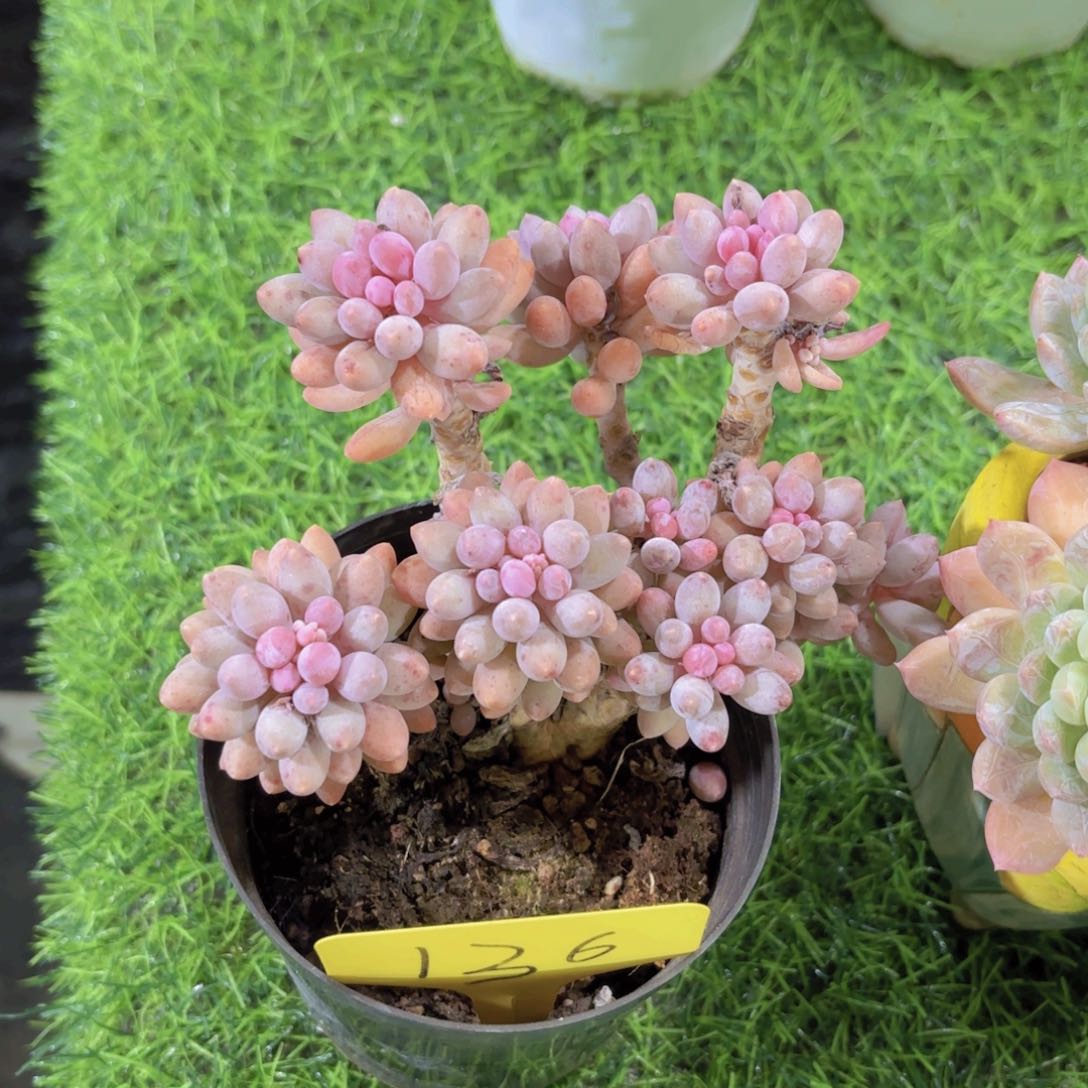 少**?我的小可爱们都好可爱