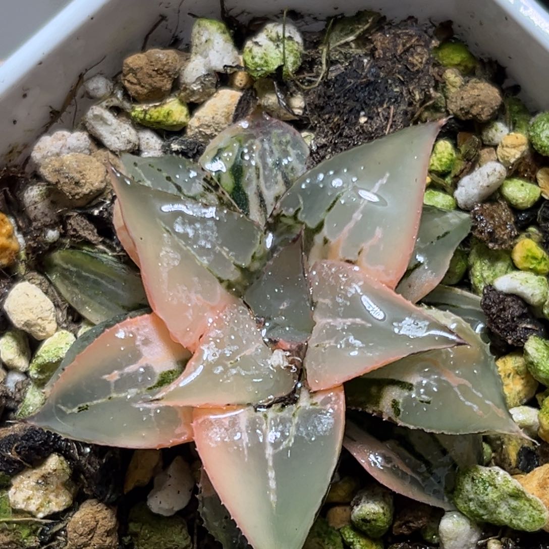 恭喜发财大吉大利675