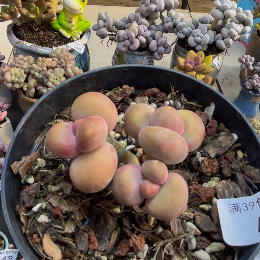 667/5cm芒果kk奶多肉植物