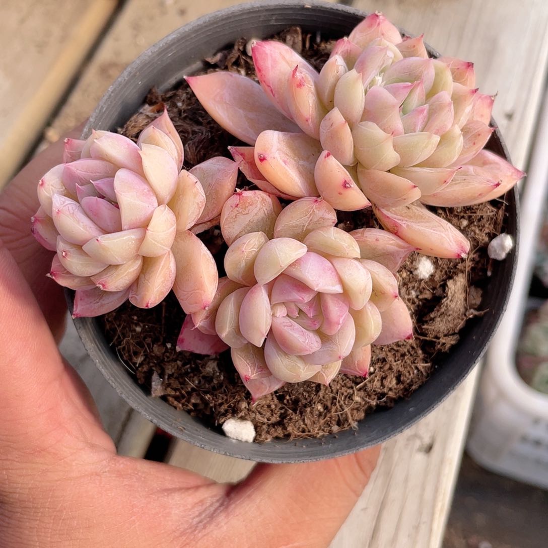 2406  贝利纳  六月六