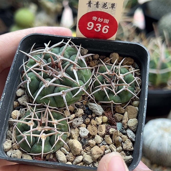 实生碧岩玉三棵6688