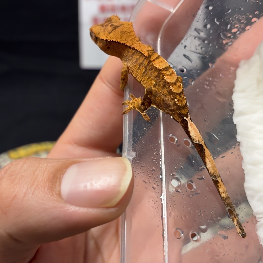 睫角守宫睫角守宫可爱入门