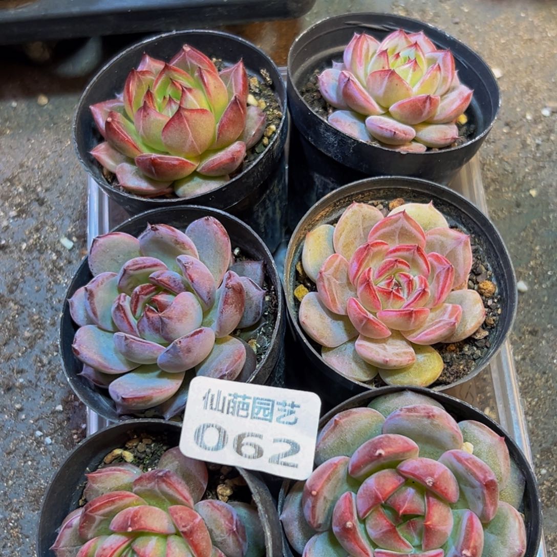 062惺惺相惜小程序从v