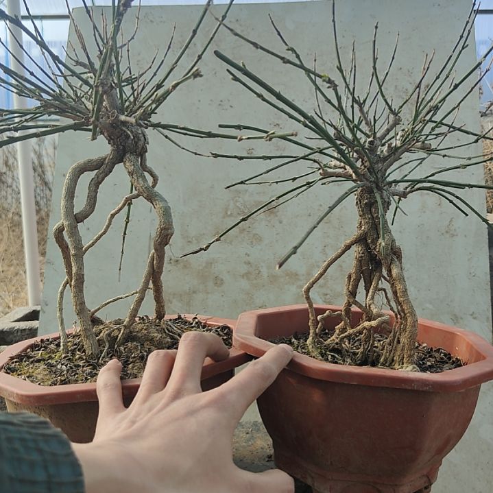 ****↑当前无花朵，栽培后可花朵