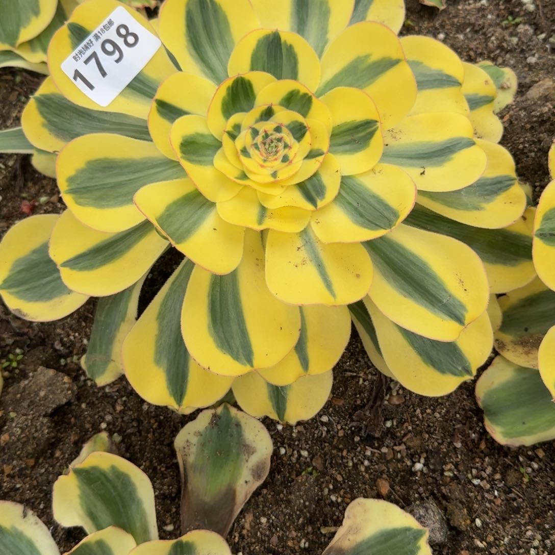 遇**.1798君美丽锦。多肉植物