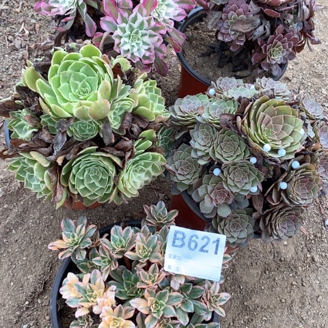 但***久621五颗法师多肉植物