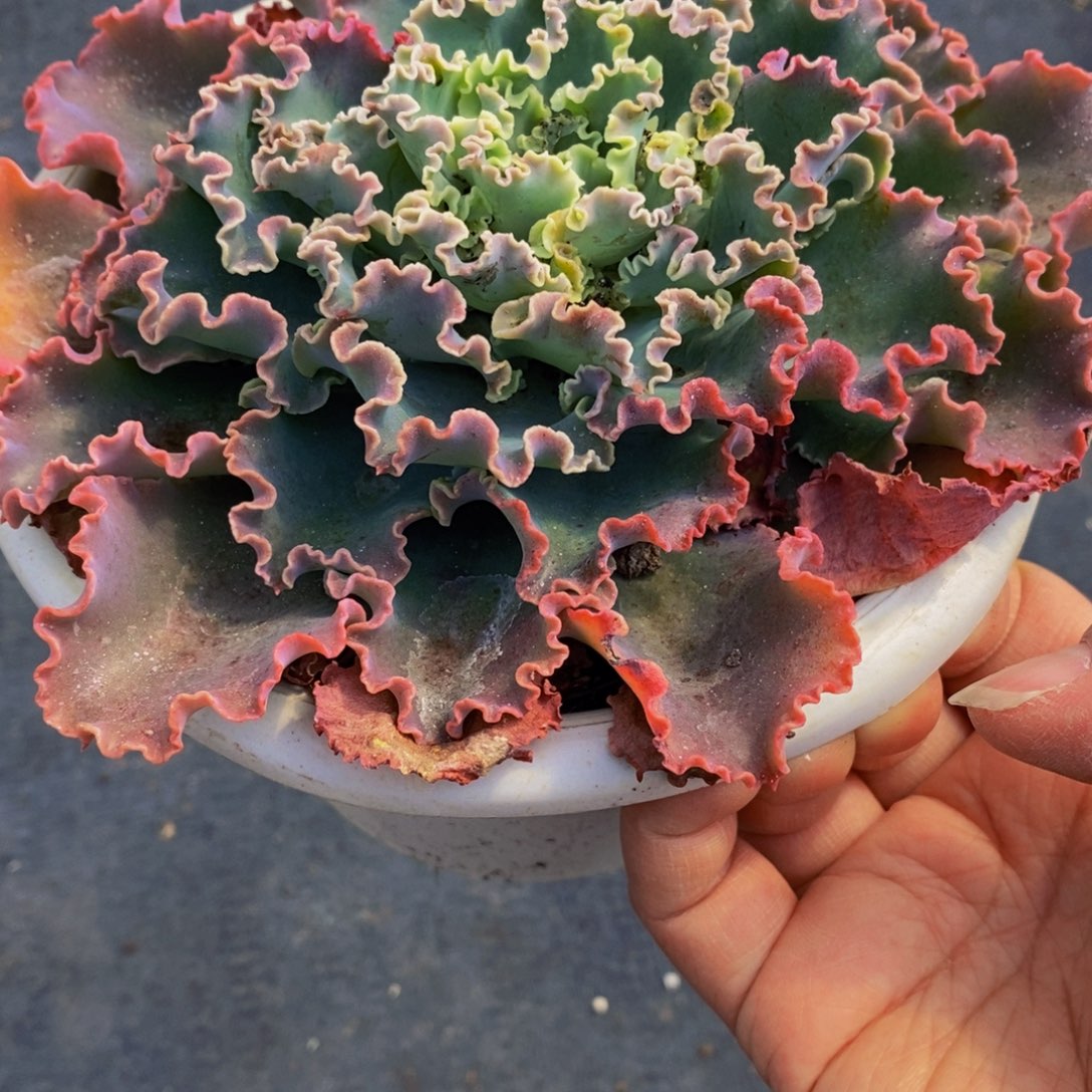蓝狐大单头多肉植物
