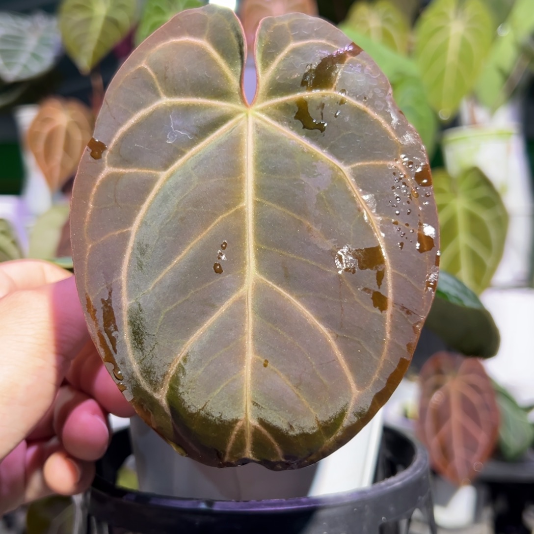 完全开放黑桃杂黑丝绒