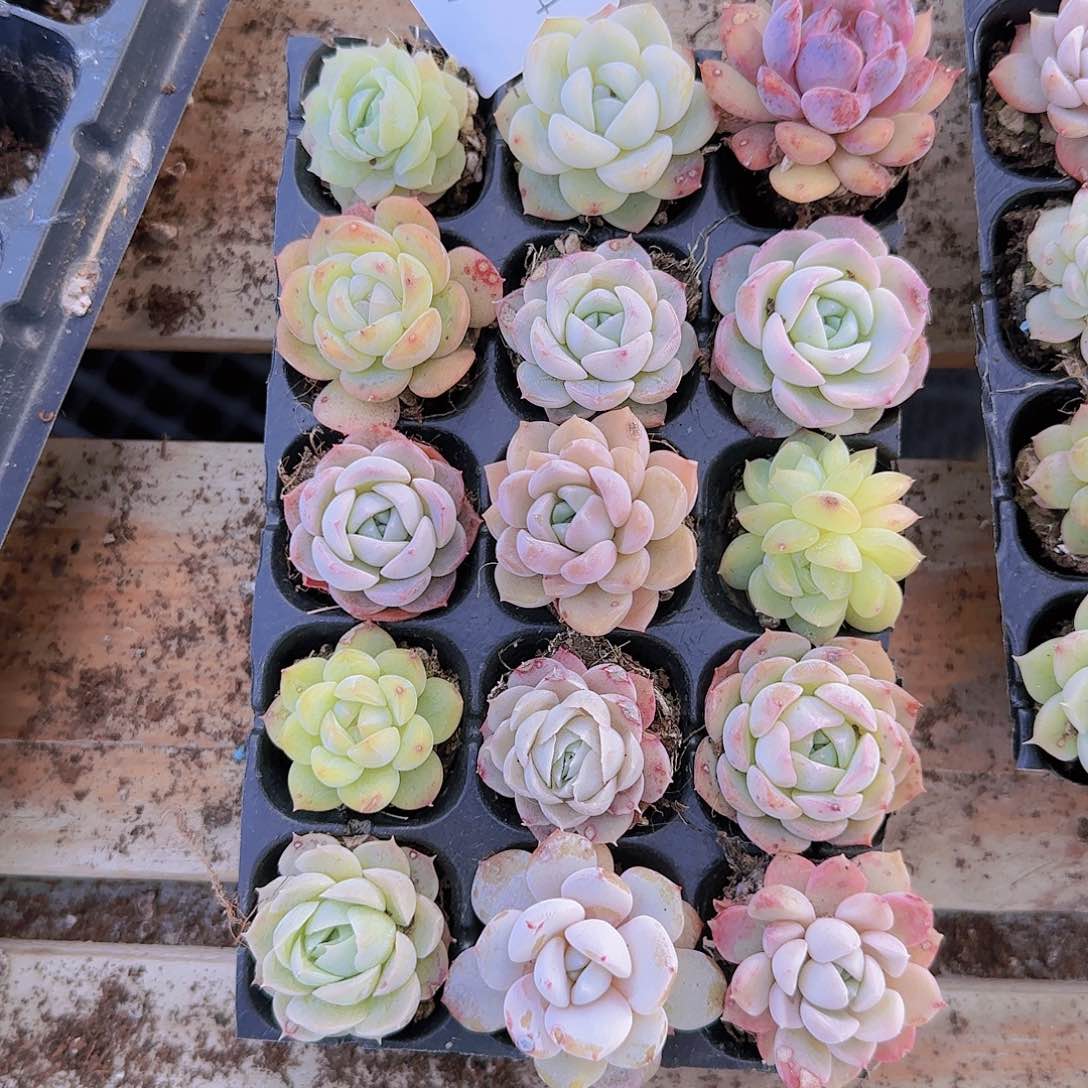 直播一物一拍多肉14