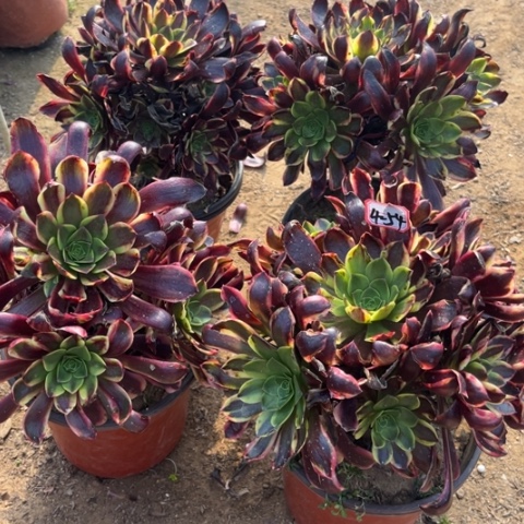 4-54欧嘉莉亮牌9.9多肉植物