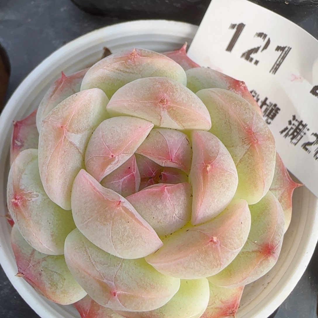 花语逸境0212-121