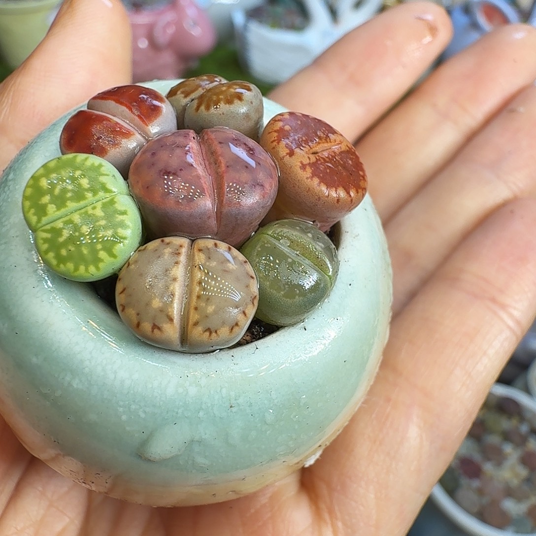 多肉植物福利冲910