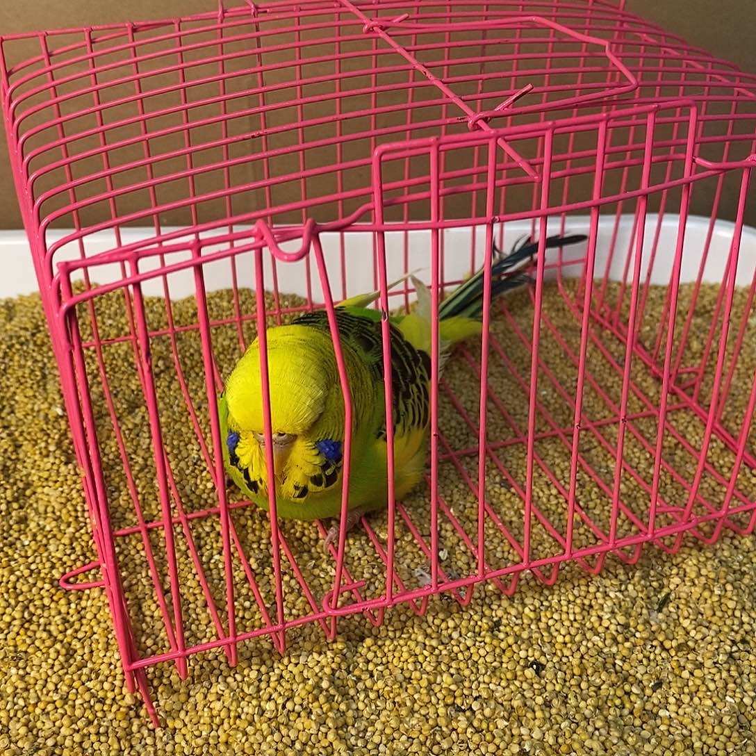 虎皮鹦鹉大头虎皮