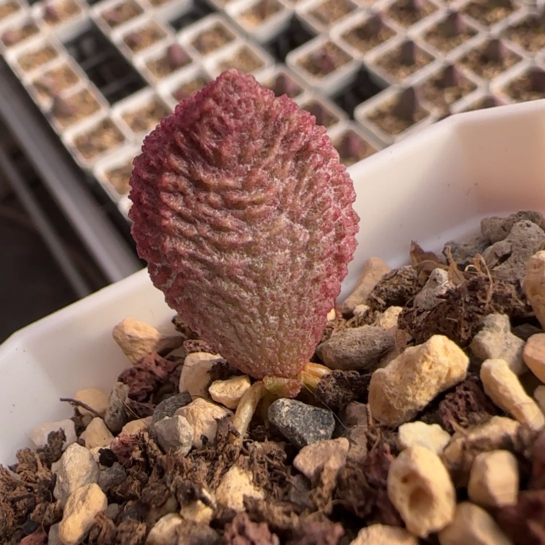 巨猪宝多肉植物水泡