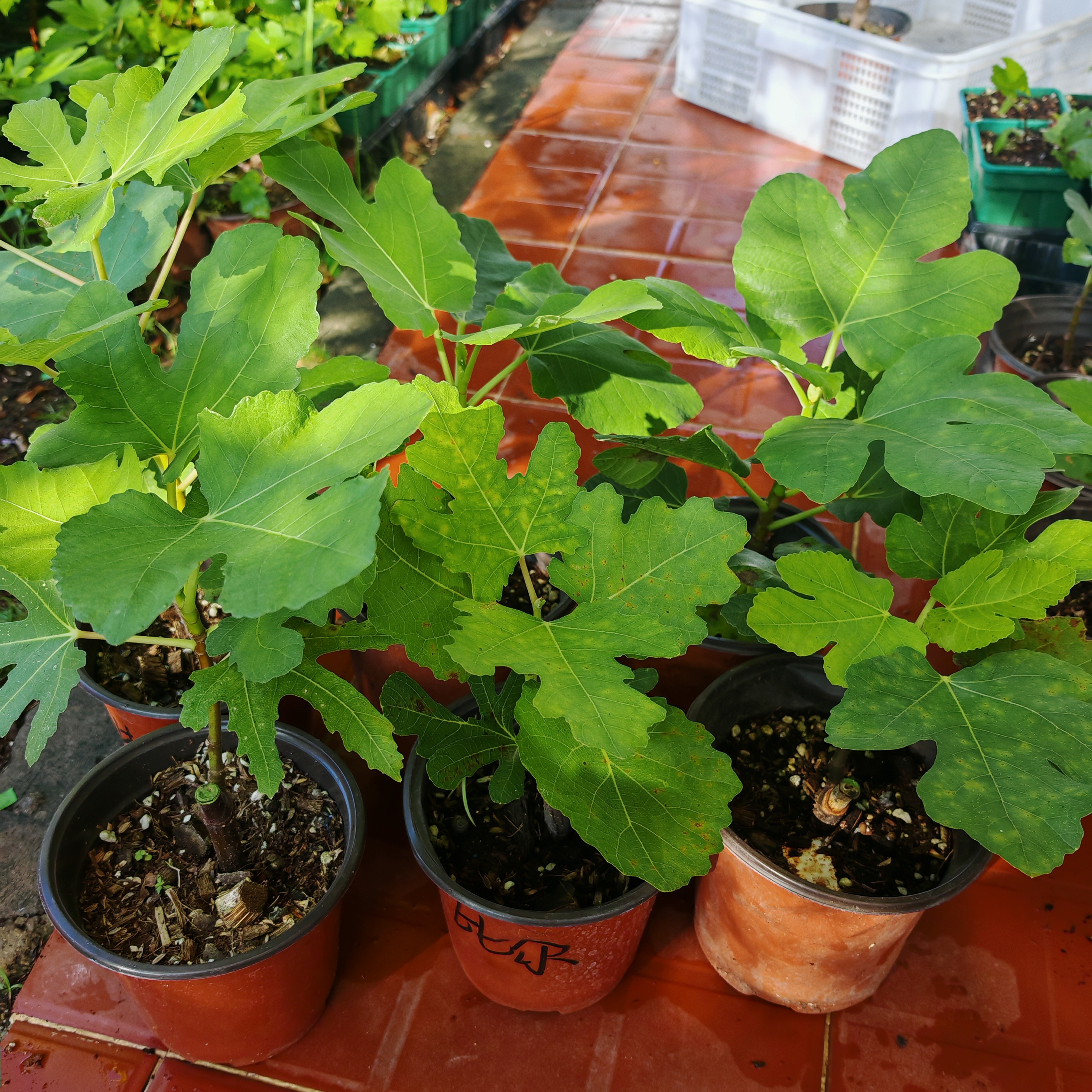 一物一拍无花果树苗带盆带土带叶可南北庭院阳台种植当年可结果