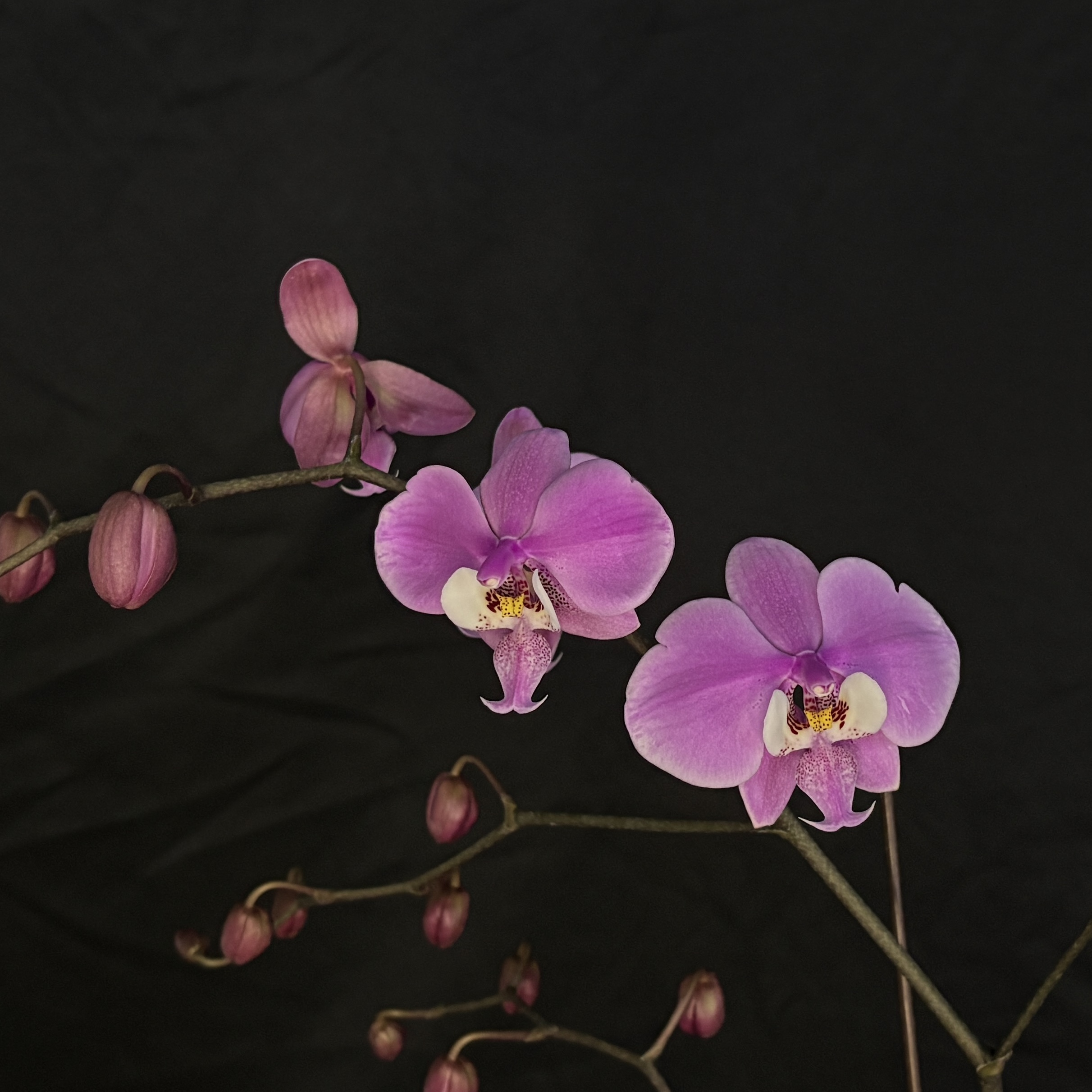 【零度生物】红花西蕾丽原生蝴蝶兰浓香