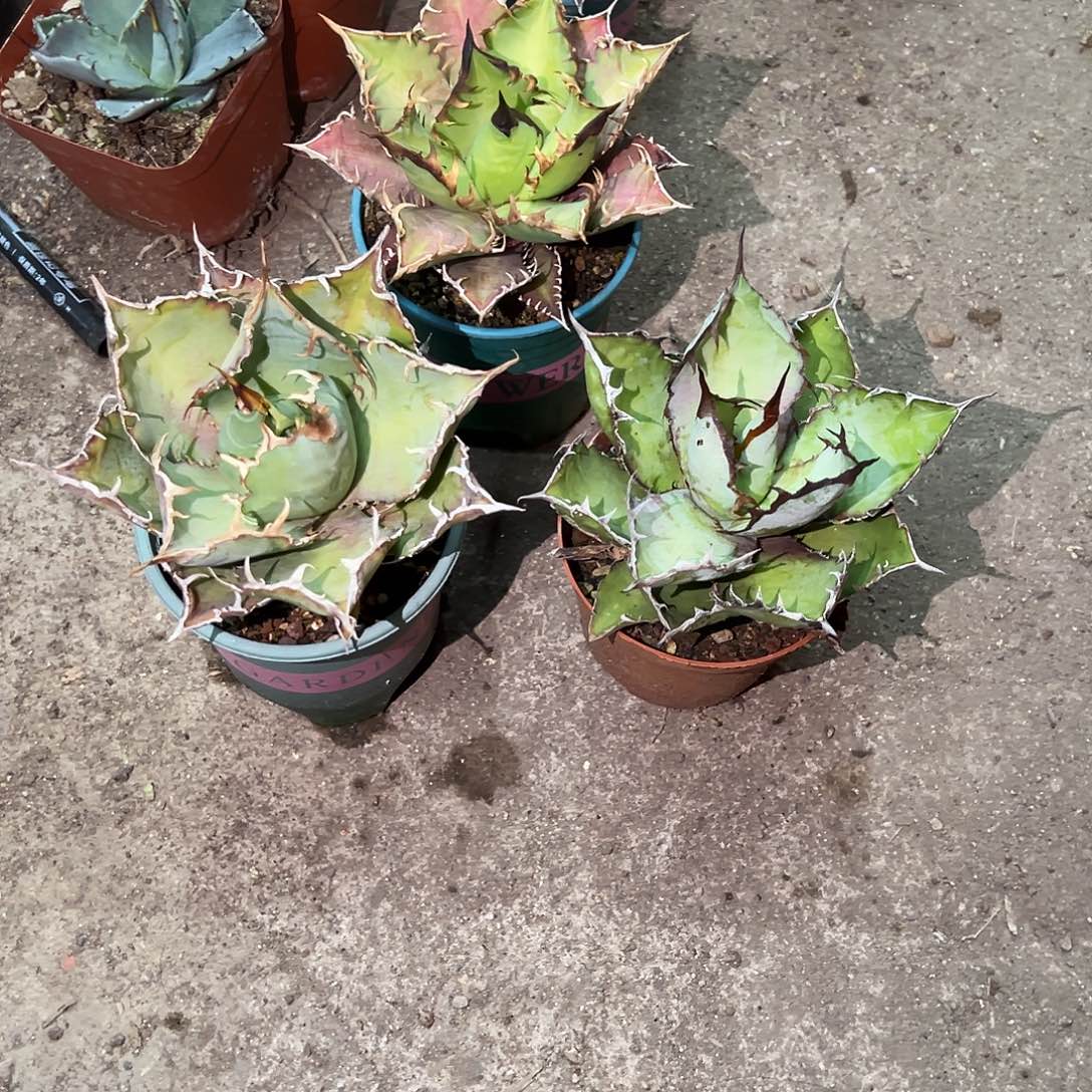 D***n白鲸，蓝鲸，红猫植物3颗