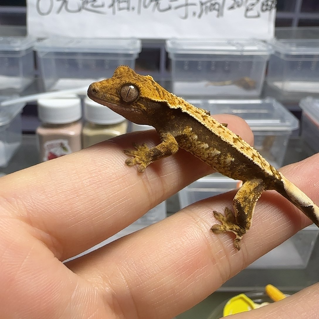 睫角守宫睫角守宫大幼