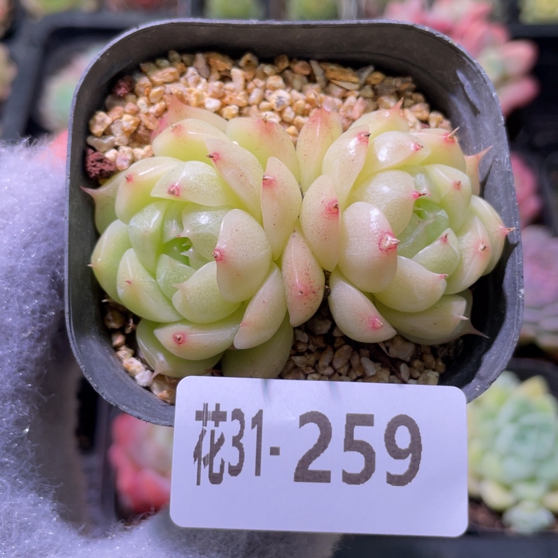 花利美31-259麦秆 微瑕