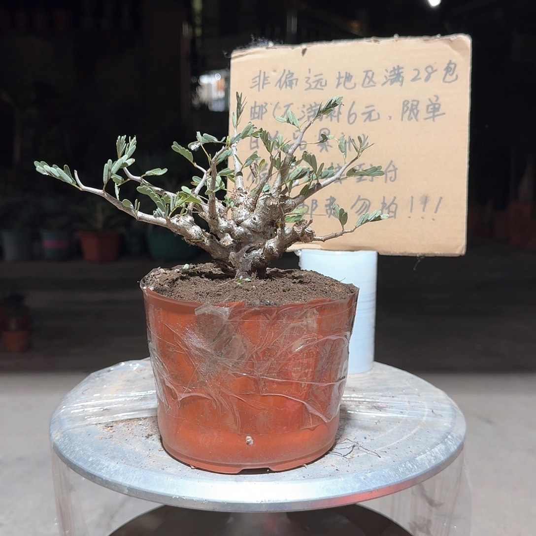 完全开放园艺实生沙漠苏木