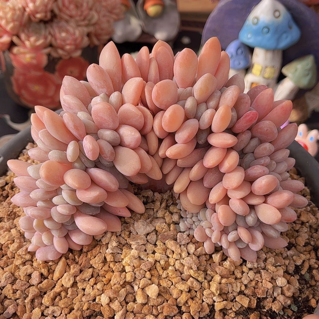 韩版粉兔缀精品多肉