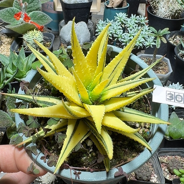 300金城锦脱土发货